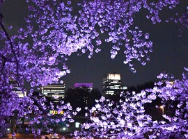 تصاویری زیبا و دیدنی از شکوفه های گیلاس در توکیو