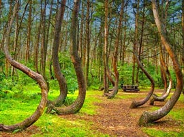 جنگلی از درختان عجیب و خمیده + تصاویر