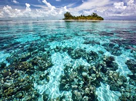 زیباترین صخره های مرجانی جهان + تصاویر 