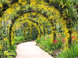باغ های گیاهشناسی سنگاپور + تصاویر 