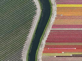 رنگارنگ ترین تصاویر از زمین های لاله در هلند