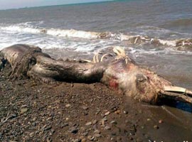 پیدا شدن جسد یک حیوان عجیب الخلقه در روسیه