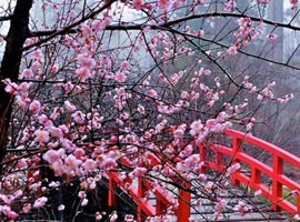 جشنواره شکوفه ها در ژاپن + تصاویر