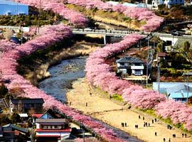 ‏تصاویری از شکوفه های گیلاس زودهنگام در ژاپن