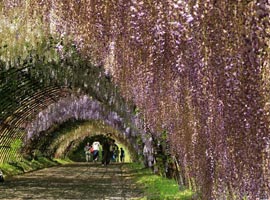 بهشت از جنس گل ارغوان در  تونل ویستریای ژاپن