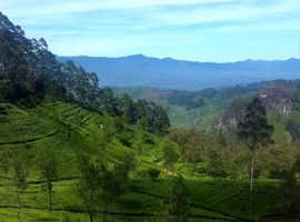 سفر به سرزمین چای و طبیعت (سفرنامه سریلانکا)