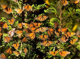 رژه پروانه ها در کوهستان مکزیک‏‏‏‏ 