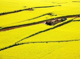 زمین های گل کانولا در چین + تصاویر 