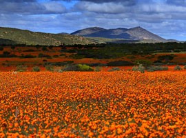 صحرای گل در آفریقای جنوبی
