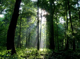 سرنوشت آخرین جنگل کهن اروپا چه شد ؟