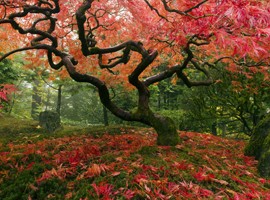 زیباترین درختان جهان